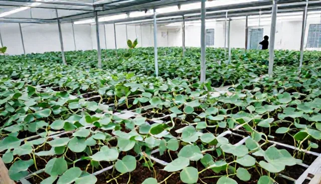 种植成本控制中的设备选择对比与实际取舍